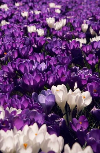 crocuses during spring break along walking trails in Rocky Hill on a sunny day