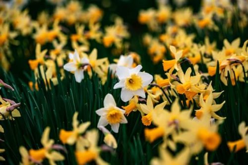 daffodils blooming at one of the best places to visit in connecticut in the spring