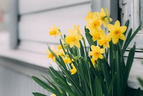 Daffodils against a wall
