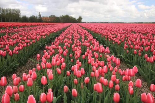 tulip field