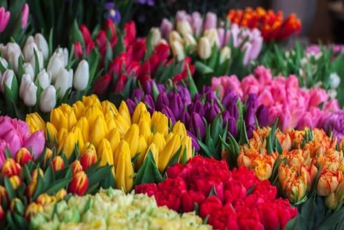 tulips in a market in West Hartford