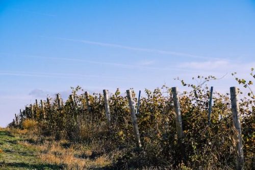 vineyard