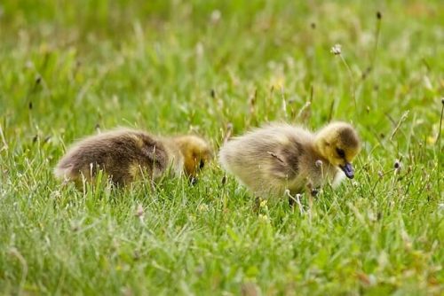 ducklings