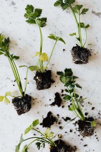 parsley seedlings