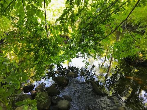 stamford museum and nature center