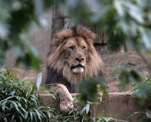 Things To Do In New Bedford Ma: Top 10 Most Unique Spots 1 Lion at the Buttonwood Park Zoo, one of the best things to do in new bedford ma for visitors