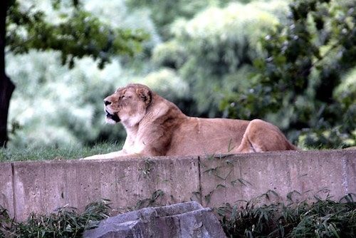 Things To Do In New Bedford Ma: Top 10 Most Unique Spots 5 Lioness enjoying life at the Buttonwood Park Zoo in New Bedford Massachusetts