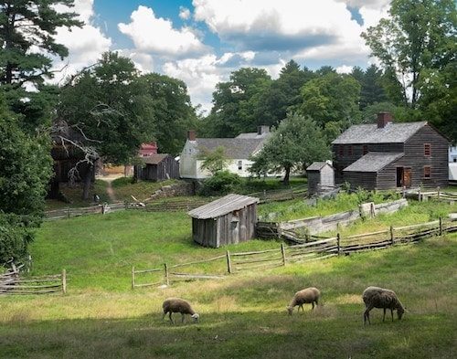 Sheep grazing in front of a bucolic scene