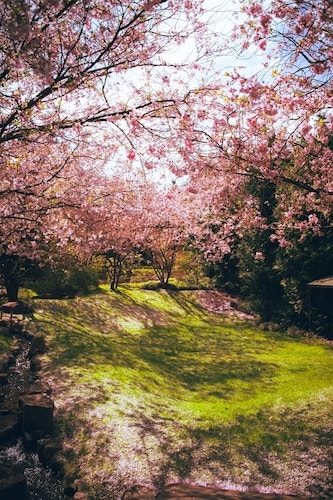 Cherry blossom trees around a green lawn in New Haven
