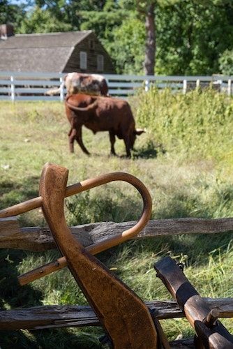 Oxen yoke in a field