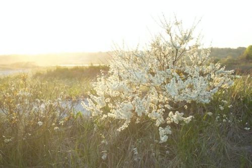 flowering shrub at Harkness Memorial Park