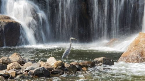 heron by a waterfall in Seymour