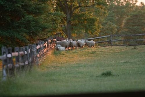 sheep in the Connecticut River Valley, one of the best things to do in CT in August