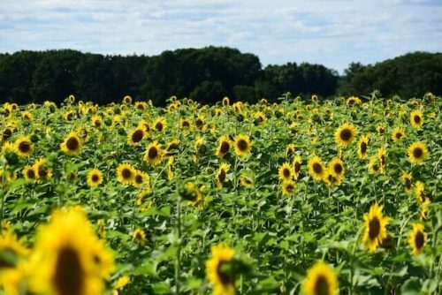 sunflower field