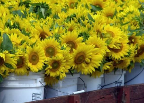 sunflower stand. Perusing farm stands across the state is one of the best things to do in CT in August