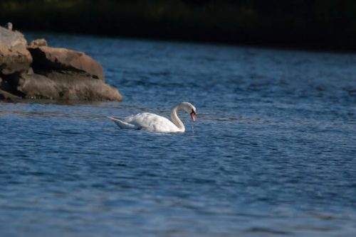 swan