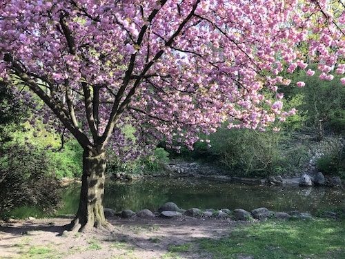 Cherry blossoms in a park during the best time to visit Connecticut