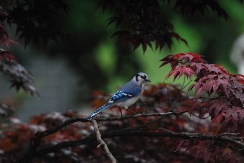 Things To Do In Ct In July: Top 23 Most Unique Spots 16 blue jay on a japanese maple