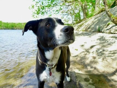 Things To Do In Ct In July: Top 23 Most Unique Spots 9 dog by the Connecticut River in Haddam
