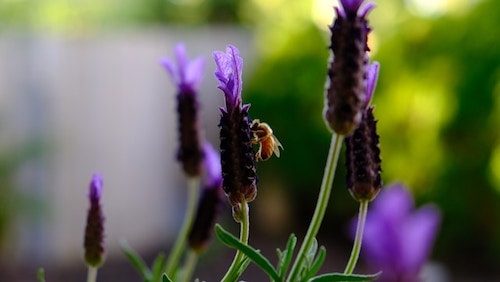 Bee on a flower at the Queens botanical garden
