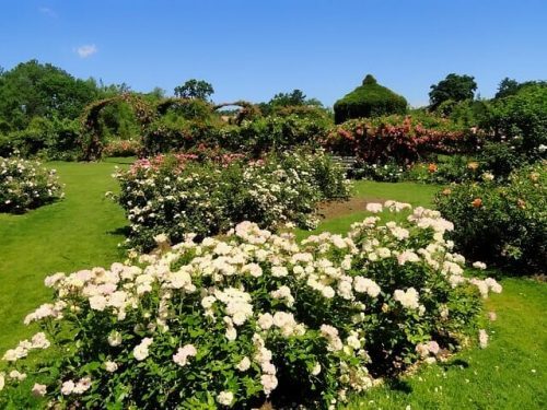 Elizabeth Park rose gardens