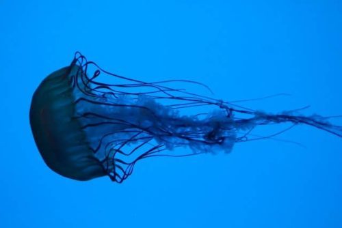 Things To Do In Ct In July: Top 23 Most Unique Spots 8 jellyfish at mystic aquarium