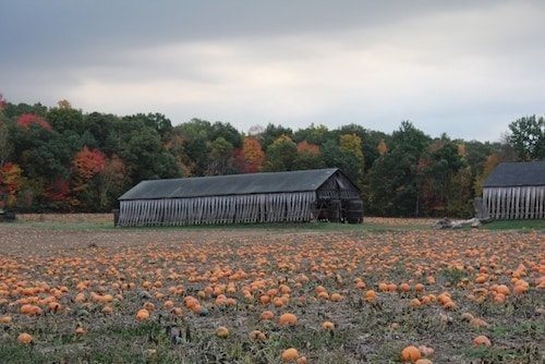 Pumpkins in a farm field with early fall foliage in the surrounding trees on the way to Talcott Mountain