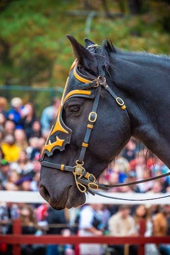 Horse at the start of a horse pull at a classic Connecticut fair