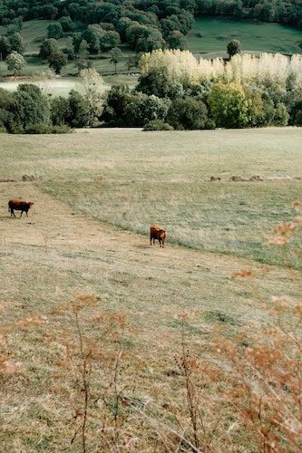Cattle grazing on a gorgeous farm in the Berkshires of Massachusetts