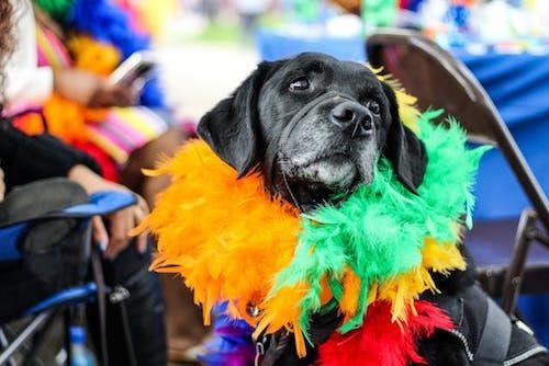 Local dog dressed for Pride
