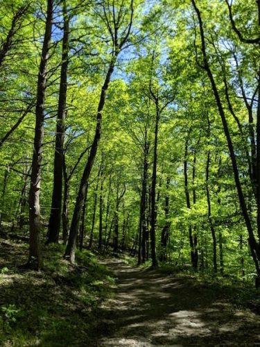 trees along one of the CT hiking trails near greenwich ct and nyc
