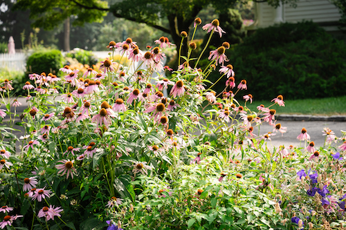 Summer flowers in sunshine at a great bed and breakfast
