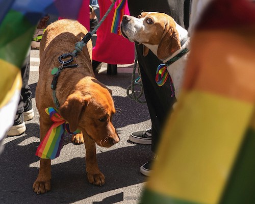 Dogs dressed for a fun Pride event in gay Connecticut
