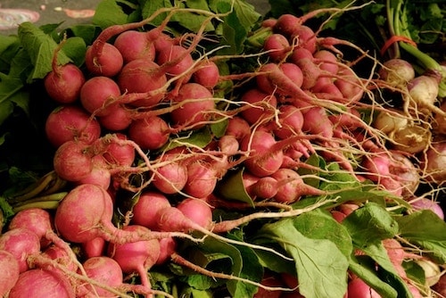 Radishes for sale at a farmers market selling Hudson Valley produce