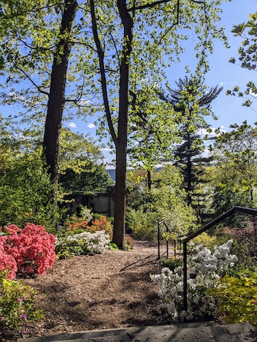 Azaleas along the walk down to the old ruin gardens at the bottom of the property