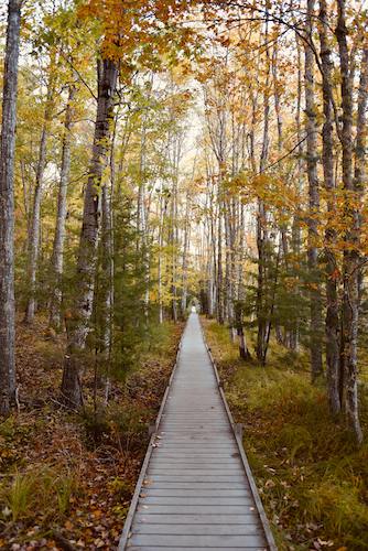Wooden path along the Bar Island Trail in Acadia National Park