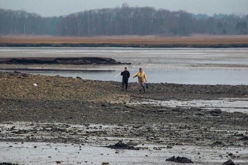 Clamming on the beds of Ipswich, MA, managed by the Massachusetts Office of Coastal Zone Management