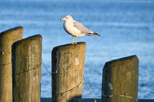 Seagull on a piling along the Essex Coastal Scenic Byway